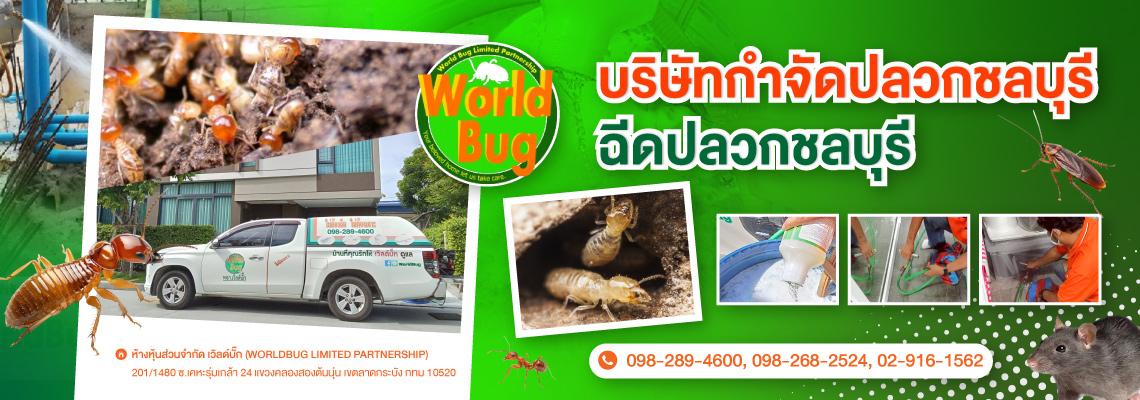 บริษัทกำจัดปลวกชลบุรี-ฉีดปลวกชลบุรี-เวิลด์บั๊ก